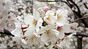 桜の開花状況