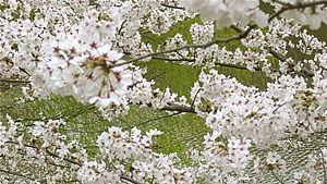 桜の開花状況