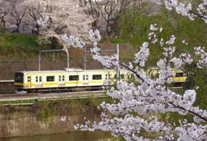 桜の開花状況