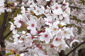 桜の開花状況