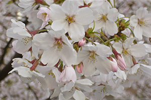 桜の開花状況