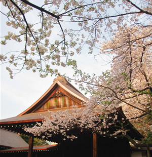 桜の開花情報2010