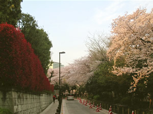 桜の開花情報2010