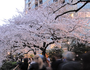 桜の開花情報2011