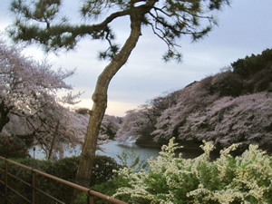 桜の開花情報2011