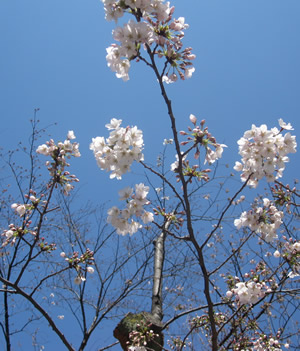 桜の開花情報2012