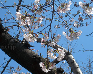 桜の開花情報2012