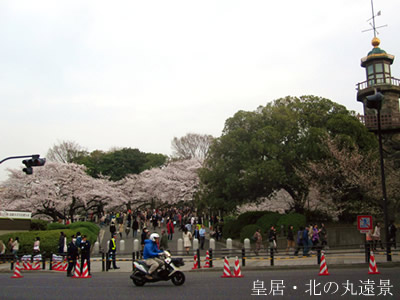 桜の開花情報2013