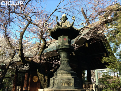 桜の開花情報2015