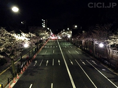 桜の開花情報2015
