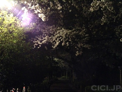 桜の開花情報2015