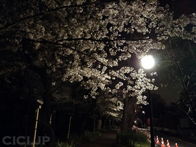 桜の開花情報2015