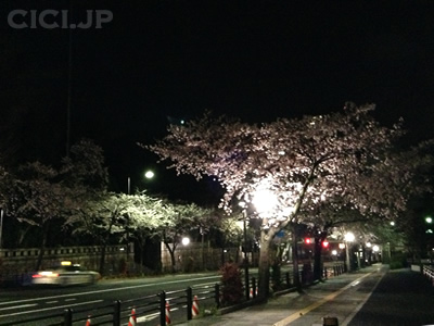 桜の開花情報2015