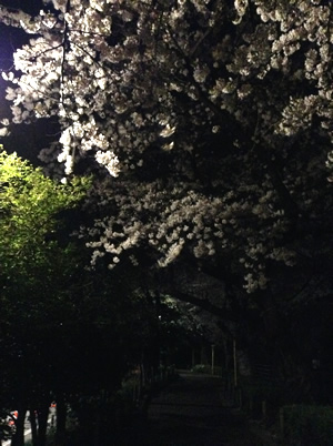 桜の開花情報2015