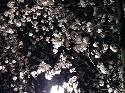 桜の開花情報2015