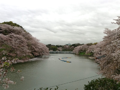 桜の開花情報2015