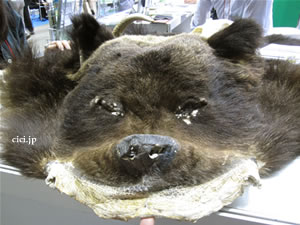 旅行博2009／知床の熊